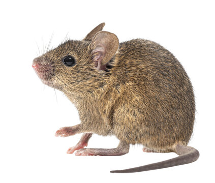 Small mouse rodent on transparent background