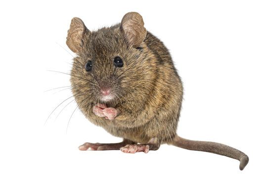 Brown house mouse rodent standing on transparent background