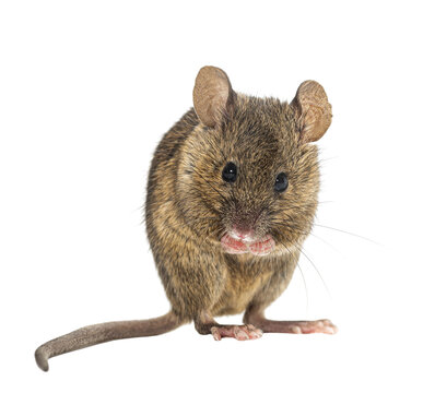 Little brown rodent standing on hind legs