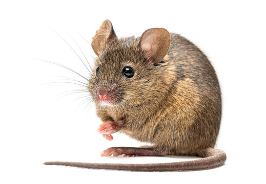 House mouse standing on white background looking around