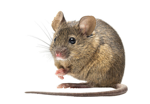 Small rodent standing on hind legs with transparent background