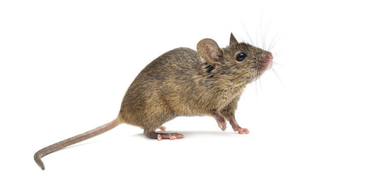 House mouse looking up against white background