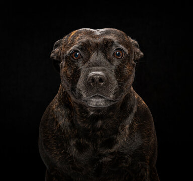 Staffordshire bull terrier looking intently against black background