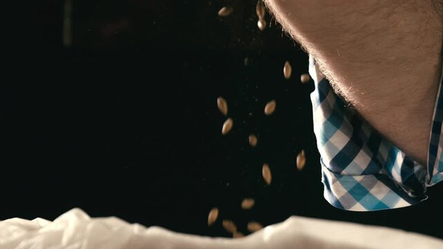 Beer Brewer Inspecting Barley Malt for Beer Production in Slow Motion