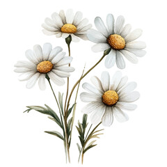 Obraz premium Daisy Branch, watercolor with intricate brush textures and gentle highlights, isolated on a white background.