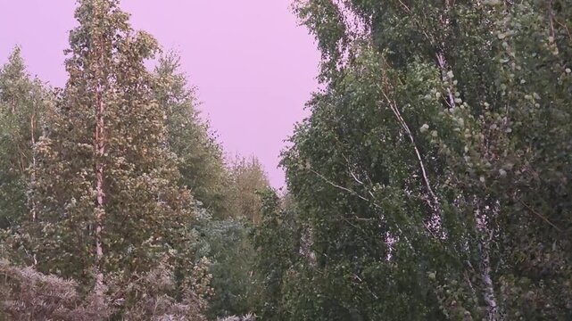Birch trees swaying in strong wind under a pink evening sky