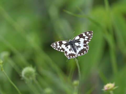 Schachbrett, Melanargia galathea