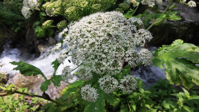 Blooming wild hogweed with white flowers growing near a rushing mountain stream in Svaneti region, Georgia, natural environment, ecological protection, river bank vegetation