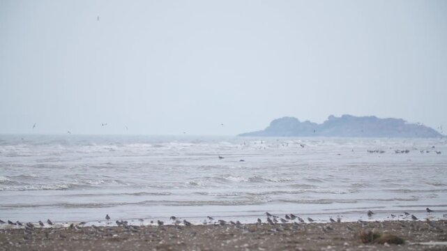 철새 유부도 물떼새 도요새 마도요 알락꼬리마도요 검은머리물떼새 바다 갯벌 한국 서천 유네스코세계유산 해안 조류 야생조류 해변 바닷가 모래사장 물결 파도 연안 생태 생태계 자연 환경 야생동물 무리