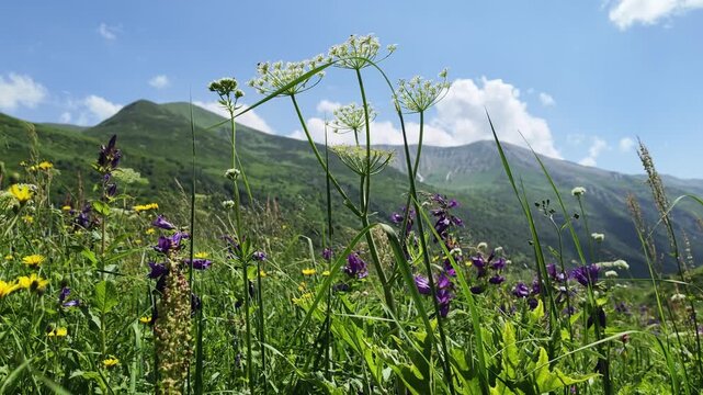 Lush alpine meadow in Svaneti, Georgia featuring vibrant purple wildflowers and white hogweed blossoms, towering green mountains and summer blue sky background, perfect for travel and nature