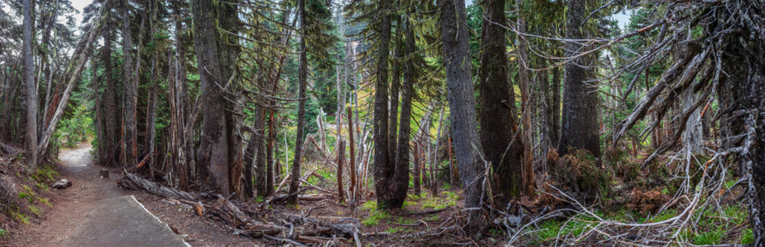 Beautiful wide panoramic view of a dense coniferous forest trail with a ranger cabin behind trees