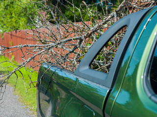 branches sticking out of a pickup © vectorass