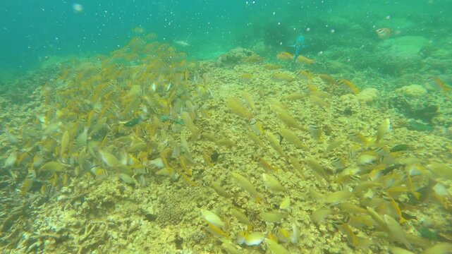 underwater view to a storm of rabbitfish and parrot fish schooling feeding on the algae of coral in sea saltwater surround by coral reef and sandy seabed at the bottom shallow surface day time at Siet