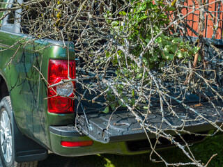 branches scratching a body of a pickup © vectorass
