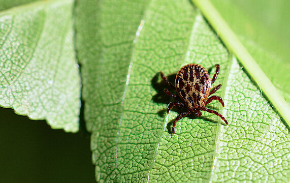 Tick Crawling on a Green Leaf, mite, acarus, encephalitis tick, acari