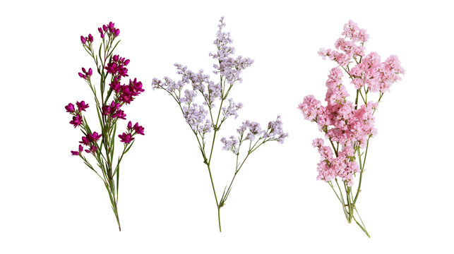 Three stems of colorful limonium flowers in purple lavender and soft pink shades