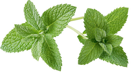 Fresh green peppermint leaves sprigs with serrated edges © Anouk