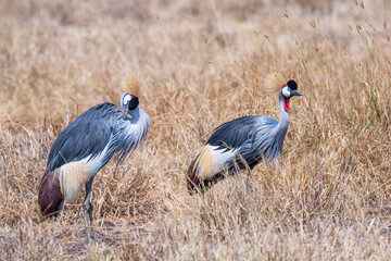 Naklejka premium A pair of striking Grey Crowned Cranes (Balearica regulorum) standing among dry savanna grasses in the Ngorongoro Crater, Tanzania. 