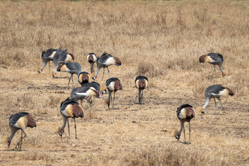 Naklejka premium A large flock of Grey Crowned Cranes (Balearica regulorum) foraging among dry grassland in the Ngorongoro Crater, Tanzania. The group displays the species’ distinctive golden crowns & grey plumage