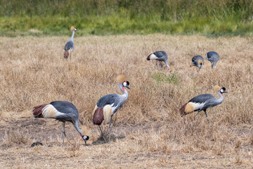 Naklejka premium A large flock of Grey Crowned Cranes (Balearica regulorum) foraging among dry grassland in the Ngorongoro Crater, Tanzania. The group displays the species’ distinctive golden crowns & grey plumage