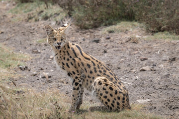 A wild serval (Leptailurus serval) sitting alert in open grassland in Tanzania’s Ngorongoro Crater. The elegant African wild cat displays its distinctive spotted coat, long legs and large ears © parkerspics