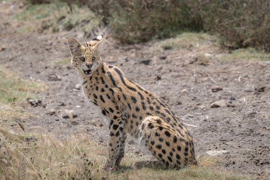 A wild serval (Leptailurus serval) sitting alert in open grassland in Tanzania&rsquo;s Ngorongoro Crater. The elegant African wild cat displays its distinctive spotted coat, long legs and large ears