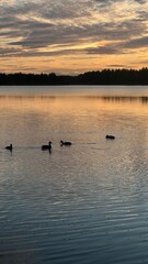 Naklejka premium Ducks swimming on a lake at sunset with forest and cloudy sky