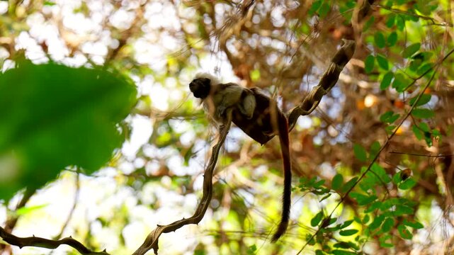 Endangered cotton-top tamarin monkey perches on a tree branch in the tropical rainforest of Tayrona National Park, Colombia, South America, close-up