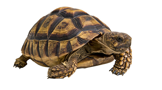 Spur-thighed tortoise with patterned brown and yellow shell
