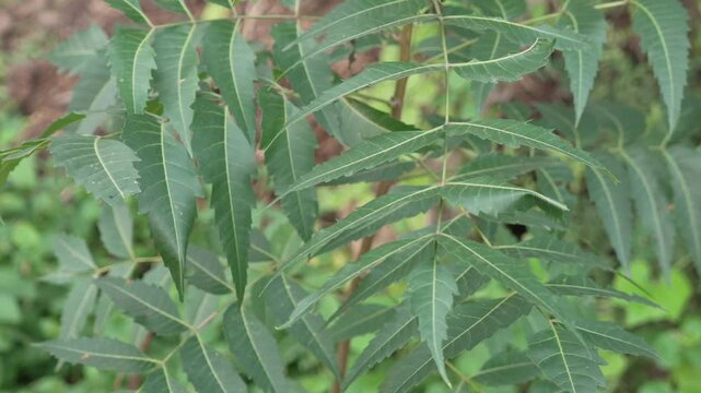 Fresh green neem leaves on a tree branch in a natural environment