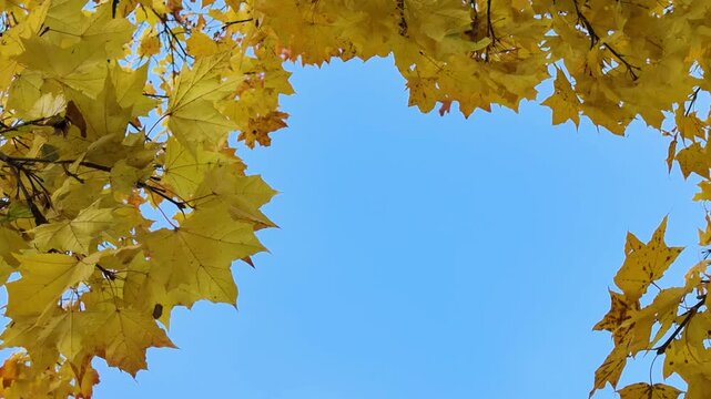 Overhead view of golden-yellow birch canopy with delicate branches and falling leaves against clear blue sky, bright midday light enhancing warm autumn tones and fine leaf detail, diagonal