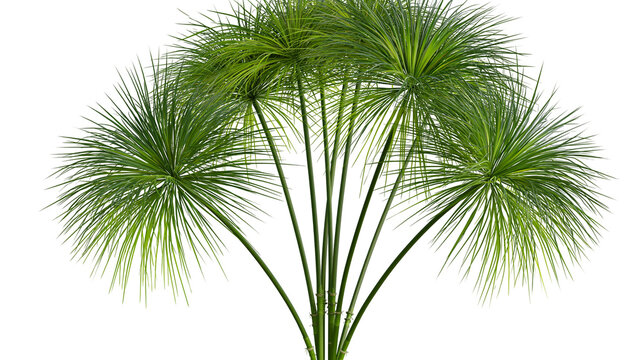 Green Cyperus papyrus plant with long thin stems and umbrella shaped foliage