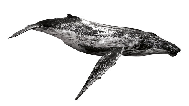 Humpback whale swimming with long pectoral fin and textured skin
