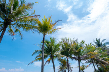 palm tree and blue sky © Ilham