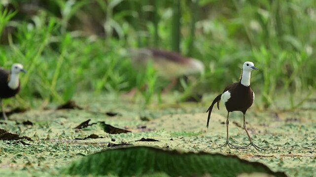 Every beautiful physical trait and plumage detail is perfectly clear as these magnificent waterbirds move cleanly through a thriving wetland.