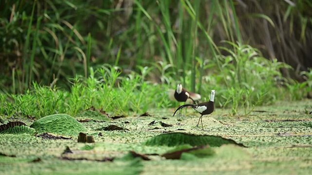 Crisp and brilliantly colored, this outdoor wildlife media highlights a pair of focused avian subjects completely engrossed in their natural territory.