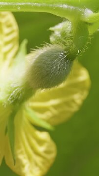 Macro Side View of a Female Melon Blossom with a Fuzzy Ovary behind Yellow Petals, Showing Early Fruit Formation And Reproductive Growth on the Vine Vertical video.