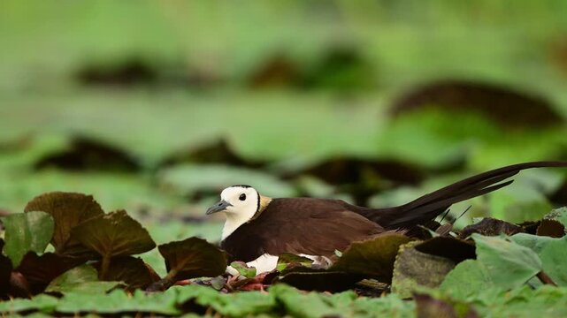 A stunning wildlife photograph captures an alert pheasant-tailed jacana vocalizing and issuing a warning call while meticulously incubating its eggs on floating vegetation.