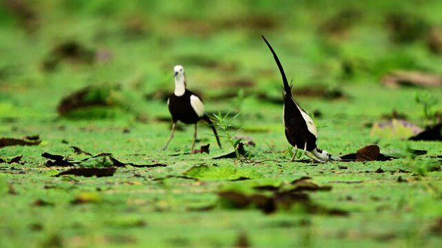 A stunning wildlife video clip captures a pair of distinctive pheasant-tailed jacanas foraging closely together among a dense carpet of green floating vegetation.