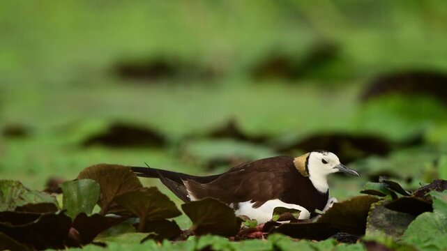 A stunning wildlife video clip captures a pheasant-tailed jacana carefully shuffling its body and using its bill to tuck its eggs safely underneath for incubation.