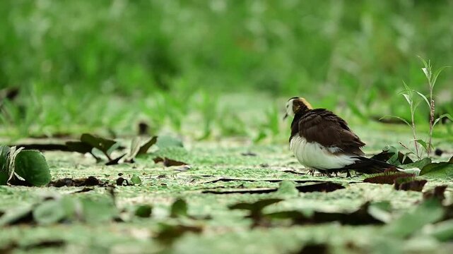 Active parental care is displayed in rainy weather as a wild Asian shorebird shields its vulnerable, striped chicks beneath its extended wings.