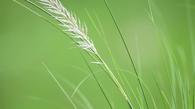 High-definition video footage captures a vibrant red avadavat bird taking off from a green grass stem against a soft background.