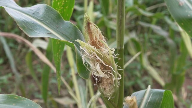 Bird-damaged unripe corn cob with kernels eaten by birds on the stalk in a field