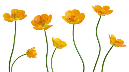 Obraz premium Vibrant orange Trollius europaeus flowers with green stems and delicate petals