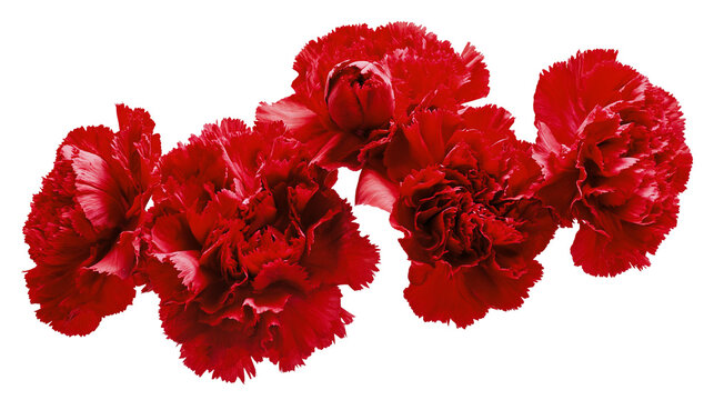 Vibrant red carnation flower cluster with ruffled petals