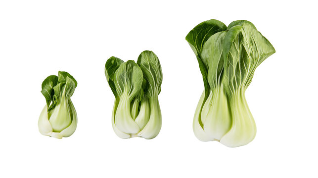 Three fresh bok choy cabbages of different sizes arranged in a row
