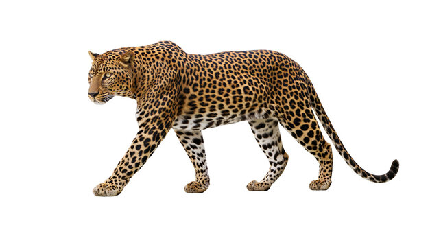 Full body side view of a walking leopard with spotted fur pattern