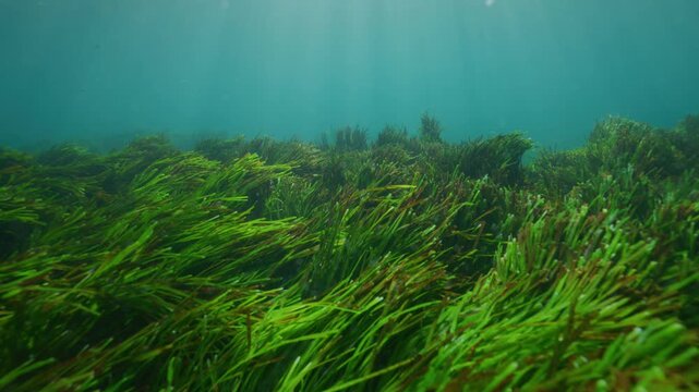 Green seagrass sways across the seabed in clear South Avalon water, underwater