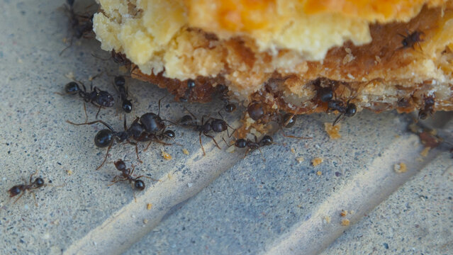 Extreme macro shot of black ants gathering food from a sweet pastry