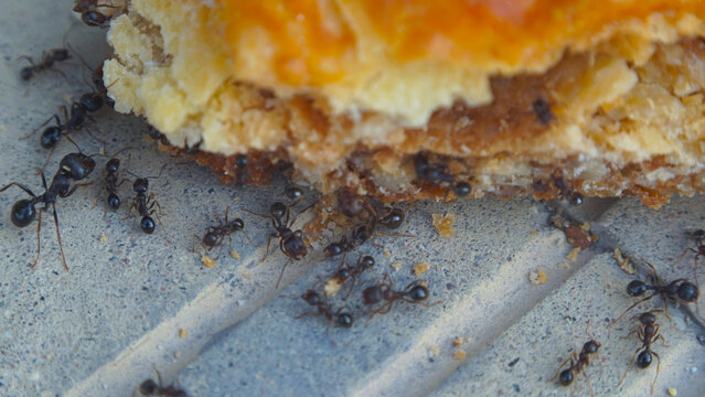 Extreme macro shot of black ants gathering food from a sweet pastry